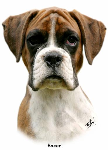 Boxer 9Y049D-044_2.jpg